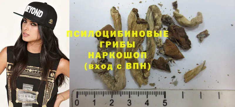 Псилоцибиновые грибы GOLDEN TEACHER Медынь