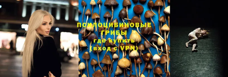 Галлюциногенные грибы Cubensis  закладки  Медынь 